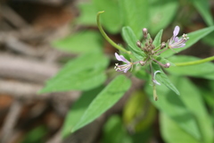 Cleome monophylla